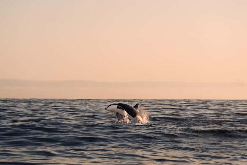 Andenes: Responsible Whale Watching with Classic Catamaran - Wrapping Up: Who Should Consider This Tour?