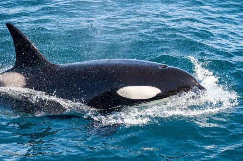 Andenes: Responsible Whale Watching with Classic Catamaran - FAQ