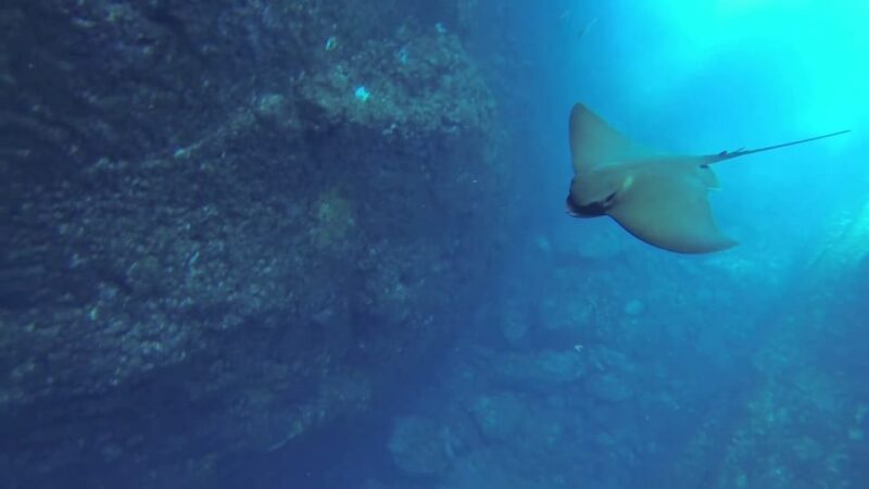 Angra do Heroísmo: Snorkeling Tour by boat - What’s Included and What to Bring
