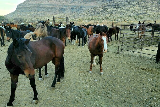 Animal Petting and Sunset Hike in Las Vegas - FAQ