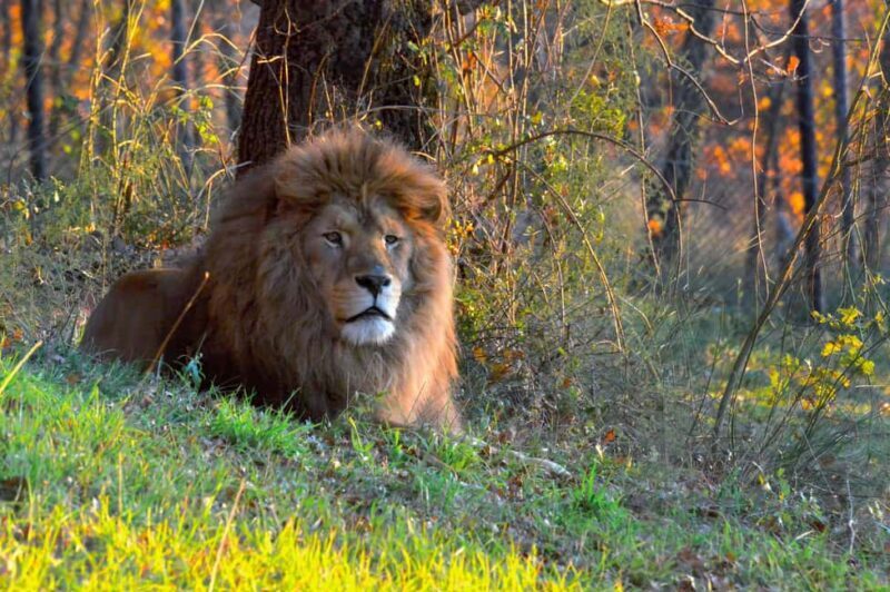 Animanatura Wild Sanctuary: A one-of-a-kind way to get to know animals - Key Points