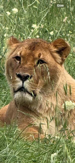 Animanatura Wild Sanctuary: A one-of-a-kind way to get to know animals - FAQ