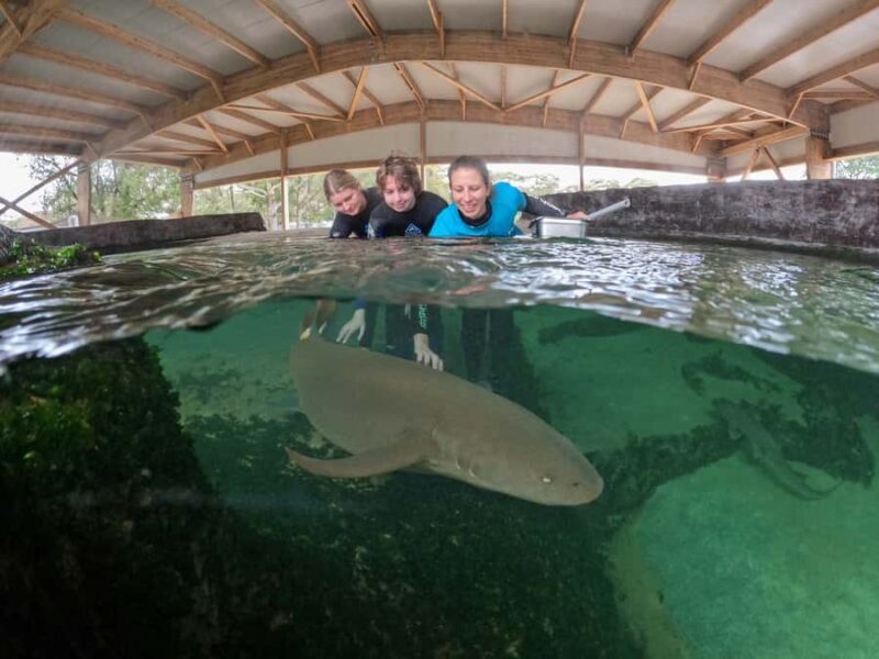 Anna Bay: Irukandji Entry Pass with Reef Shark Encounter - Key Points