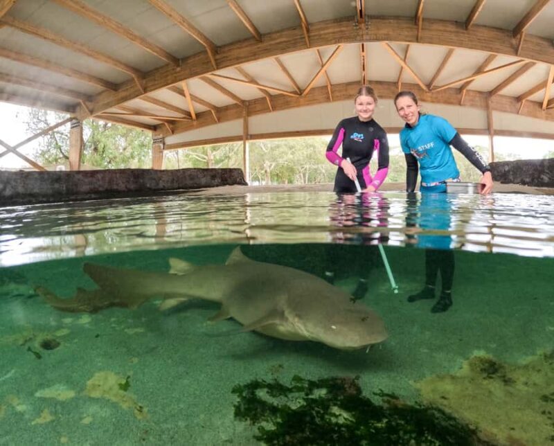 Anna Bay: Irukandji Entry Pass with Reef Shark Encounter - What to Expect from the Reef Shark Encounter