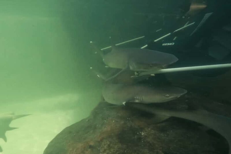 Anna Bay: Irukandji Entry Pass with Reef Shark Encounter - Who Should Consider This Tour?