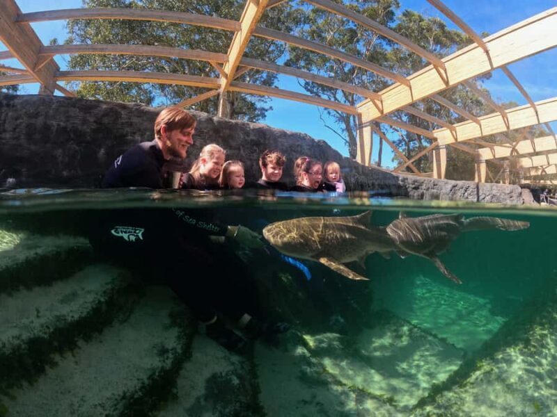 Anna Bay: Irukandji Entry Pass with Zebra Shark Encounter - The Good and the Not-So-Good