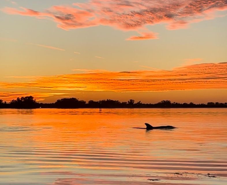 Anna Maria Island and Bradenton: Sunset Kayak Dolphin Tour - What to Expect from the Sunset Kayak Dolphin Tour