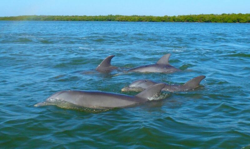 Anna Maria Island and Bradenton: Sunset Kayak Dolphin Tour - Final Thoughts: Is This Tour Right for You?