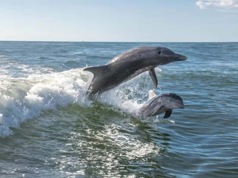 Anna Maria Island: Dolphin Cruise - Key Points