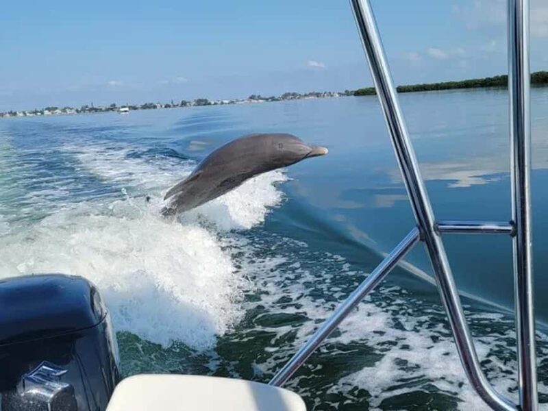 Anna Maria Island: Dolphin Cruise - What to Expect on the Dolphin Cruise
