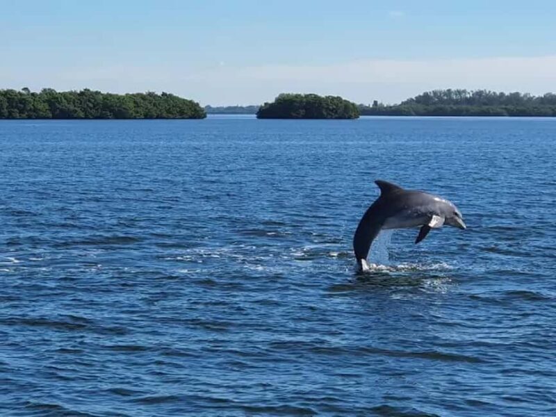 Anna Maria Island: Dolphin Cruise - Who Will Love This Tour?