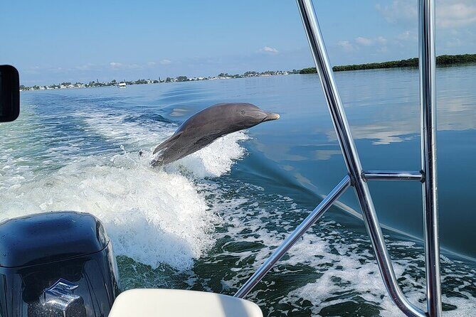 Anna Maria Island Dolphin Sightseeing Adventure - A Closer Look at the Tour Experience