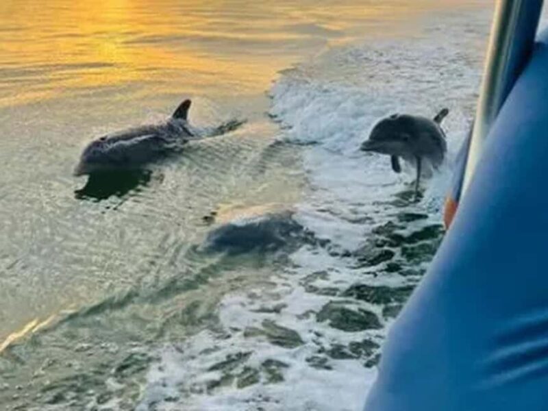 Anna Maria Island: Sunset Dolphin Cruise - Key Points