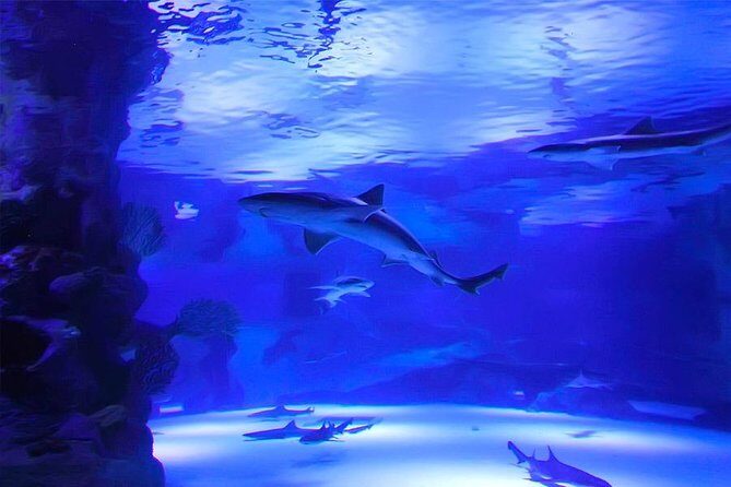 Antalya Aquarium Tour Platinium Tour - Analyzing the Cost and Value