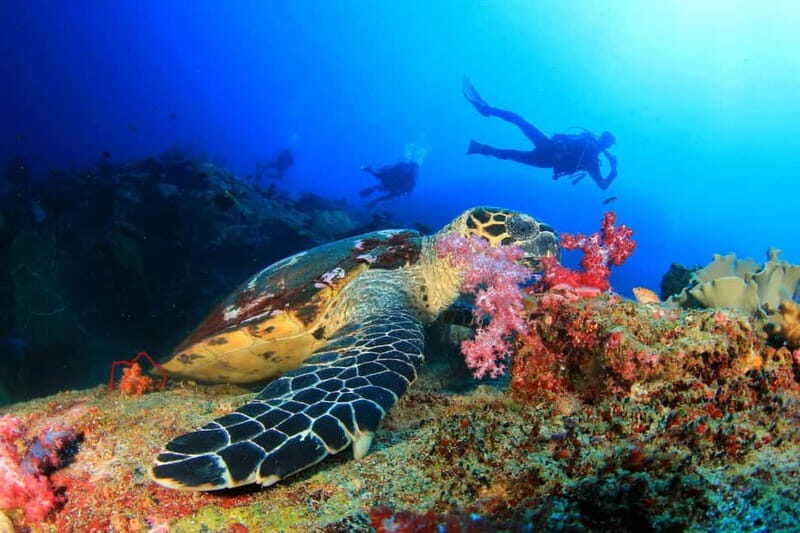 Antalya/Kemer: Scuba Diving Experience with 2 Dives & Lunch - What You Can Expect from This Kemer/Antalya Scuba Tour