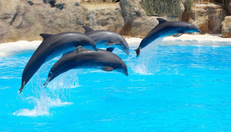 Antalya: The Land Of Legends Ticket Theme Park w/ Transfer - Concluding thoughts