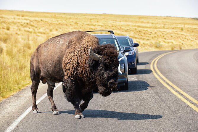 Antelope Island Wildlife Expedition Great Salt Lake Adventure - Introducing the Antelope Island Wildlife Expedition: A Natural Discovery Near Salt Lake City