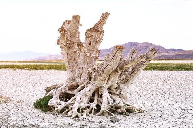 Antelope Island Wildlife Expedition Great Salt Lake Adventure - Final Thoughts