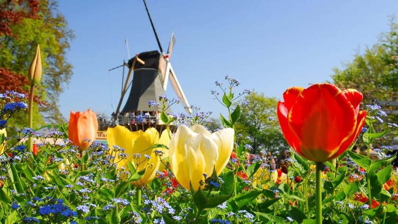 Antwerp: Full-day Holland Guided Keukenhof & Kinderdijk Tour - Key Points