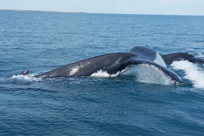 AOC Whale Watching from Broome - What to Expect from the Tour