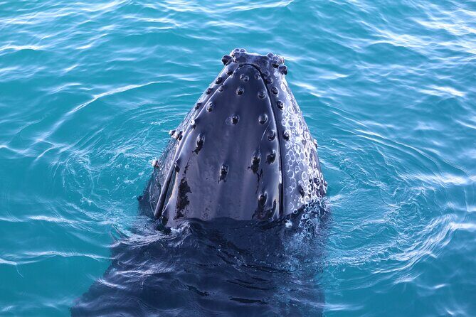AOC Whale Watching from Broome - Who Will Love This Tour?