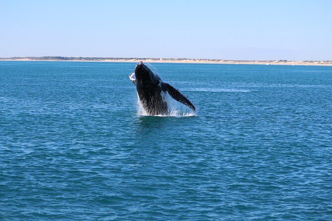 AOC Whale Watching from Broome - FAQs