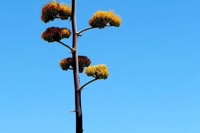 Apache Trail and Dolly Steamboat Van Tour - What We Love About This Tour
