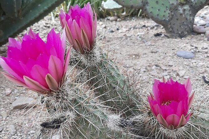 Apache Trail Private Half-Day Tour - The Experience: What It Feels Like