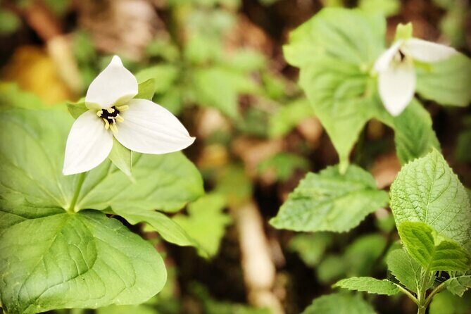 Appalachian Waterfalls Hike - What To Expect from the Hike