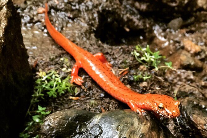 Appalachian Waterfalls Hike - Practical Details and Tips