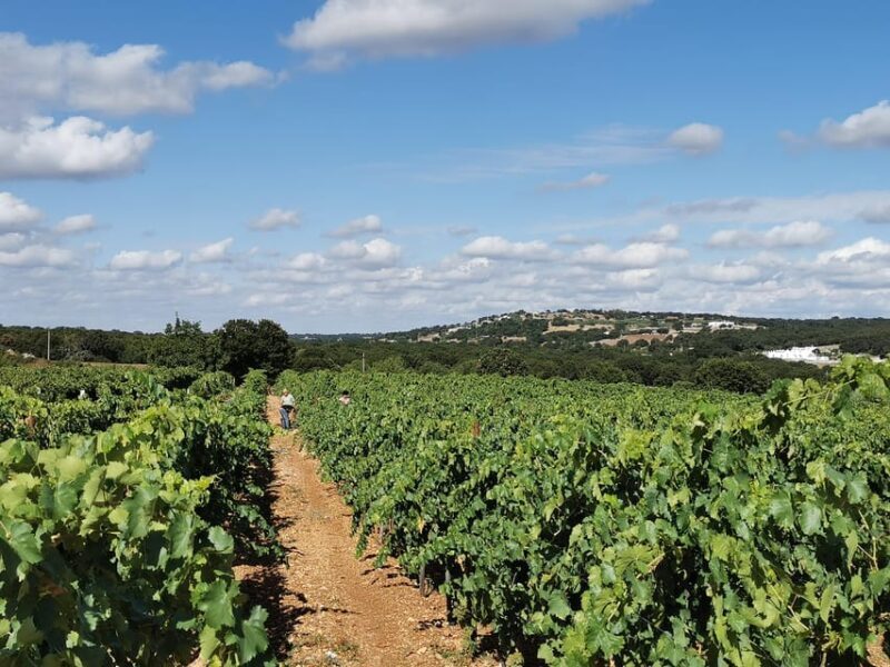 Apulia: Guided Wine Tasting with Local Appetizers - A Friendly Introduction to Apulian Wine