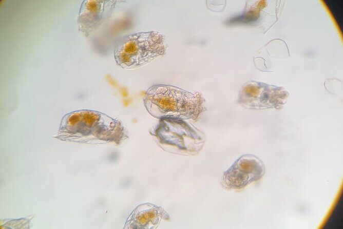 Aquarium Behind the Scenes at Sitka - Key Points