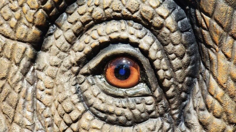 Aquarium of Cattolica Entry Ticket - A Closer Look at the Aquarium of Cattolica