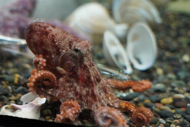 Aquarium of the Bay VIP Experience - The Sum Up: Is the Aquarium of the Bay VIP Experience Worth It?