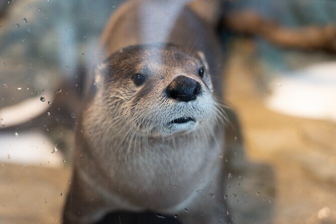 Aquarium of the Bay VIP Experience - FAQ