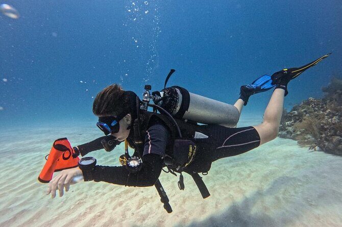 Aquatic Wonderland: Discover Meso's Magic" - The Experience at Alux Divers