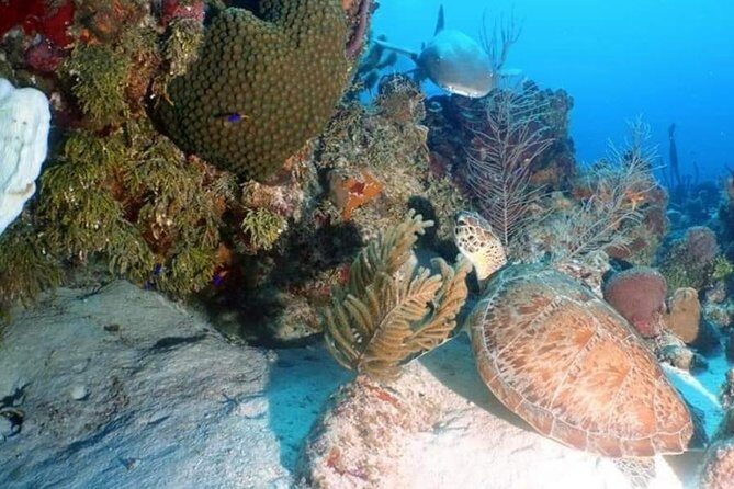 Aquatic Wonderland: Discover Meso's Magic" - Pricing and Value