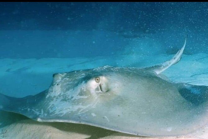 Aquatic Wonderland: Discover Meso's Magic" - Final Thoughts