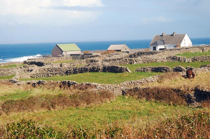 Aran Island, Cliffs of Moher & Cruise tour from Galway. Guided. - The Real Experience: What You’ll Love and What to Watch For