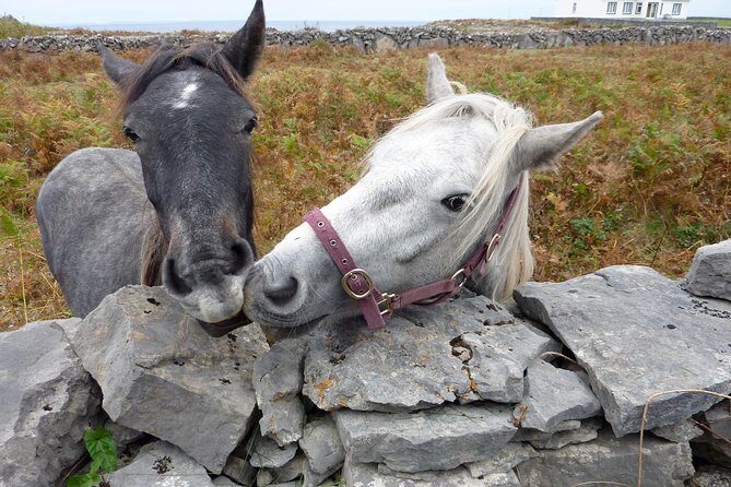 Aran Islands Scenic Flight and Galway Rail Tour from Dublin - Who Should Consider This Tour?