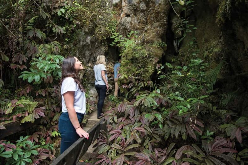 Aranui Cave 1-Hour Guided Tour - Price and Value