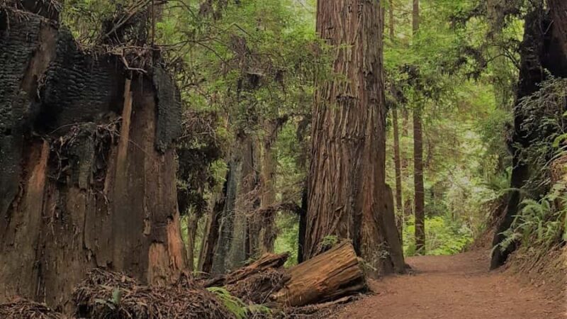 Arcata's Redwood Forest: Hike Through the Emerald Canopy - In-Depth: The Experience Itself