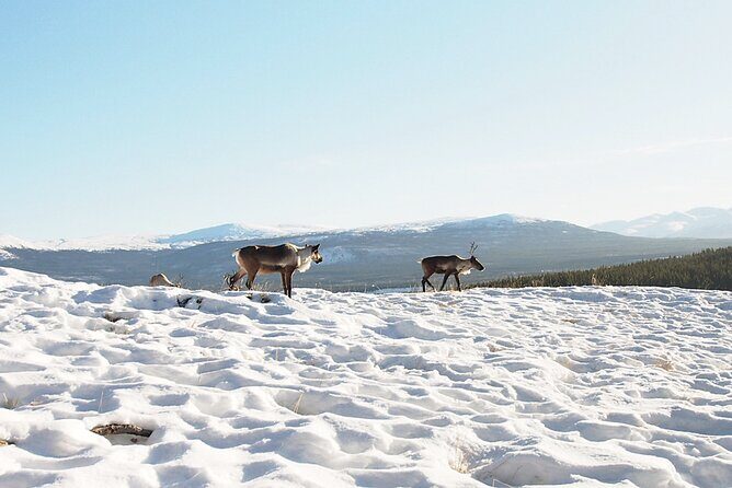 Arctic Day: Yukon Wildlife Half Day Viewing Tour - Analyzing the Value and Experience