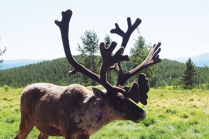 Arctic Day: Yukon Wildlife & Hot Springs Tour | half day - Price and Value