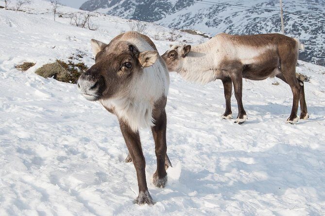 Arctic Fjords Road Trip - An In-Depth Look at the Arctic Fjords Road Trip