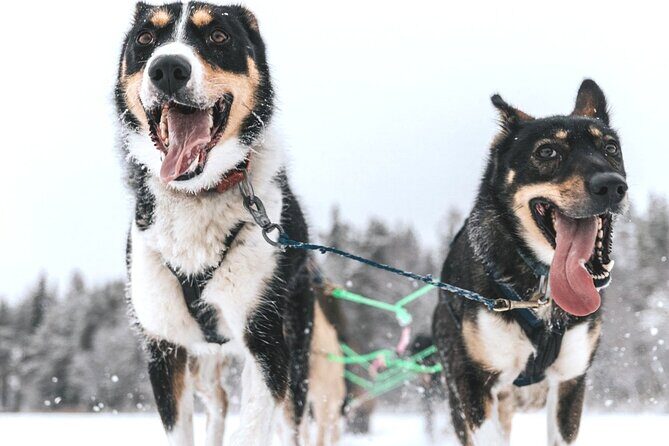 Arctic Huskies and Reindeers Fun in Rovaniemi - Key Points