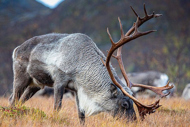 Arctic Nature Tour from Tromsø by minibus - The Price-to-Value Equation