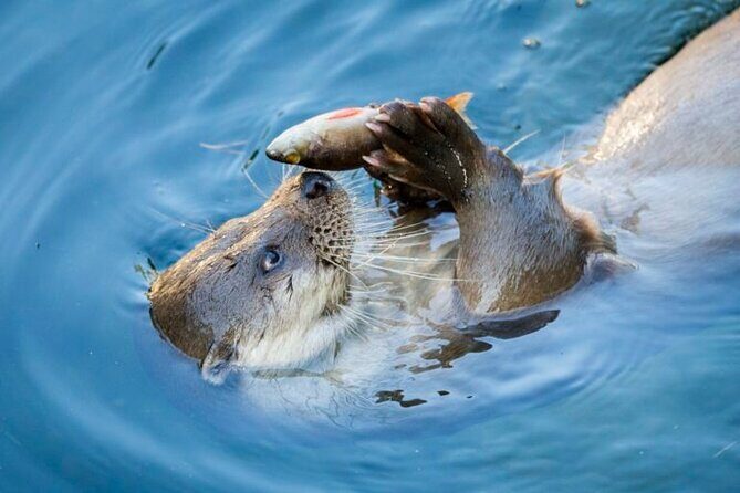 Arctic Polar Bear Adventure Afternoon Trip - Key Points