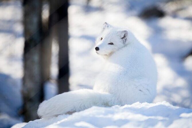 Arctic Polar Bear Adventure Afternoon Trip - Final Thoughts