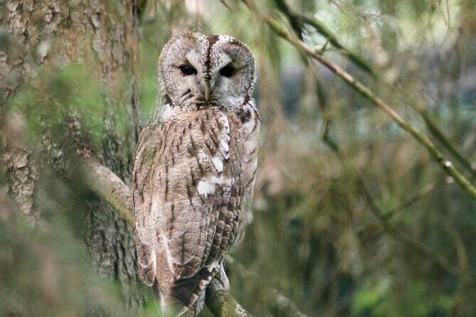 Arctic Polar Bear Adventure with Lunch in Rovaniemi! - FAQs